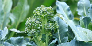 whats-in-season-broccoli